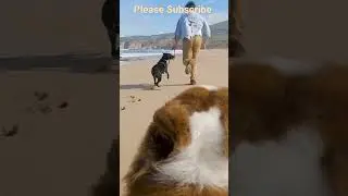 Dogs running at the Beach