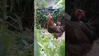 Pecking Away! 🐓 Chickens Eating Breakfast 😋 #freerangechickens #poultryfarm #fypシ゚viral #chicken