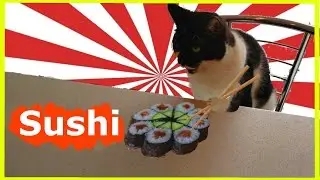 Cat Reviews - Salmon Sushi