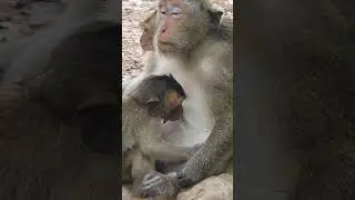 Gladis monkey breastfeeding time.