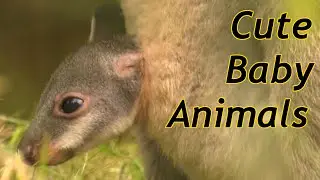 Cute Baby Zoo Animals Of The Month October 2020
