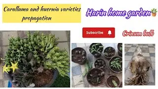 Caralluma  and huernia varieties propagation #succulentplant #succulant #flowers