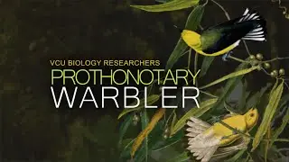 VCU Biology Researchers - The Prothonotary Warbler
