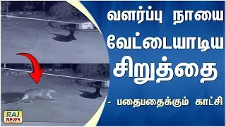 வளர்ப்பு நாயை வேட்டையாடிய சிறுத்தை - பதைபதைக்கும் காட்சி..! | #leopard #dog #cctv #mettupalayam