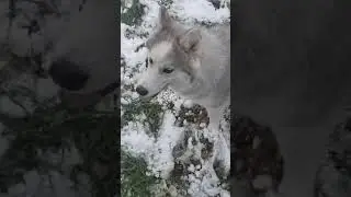 husky loves the snow day