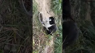 Come with me to feed stray cats #貓#cat#Kedi#野良猫#ねこ#StrayCats#길고양이 #kittens#流浪猫 #gatto
