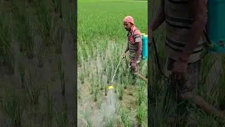 Spraying Pesticide in Rice Field #shorts