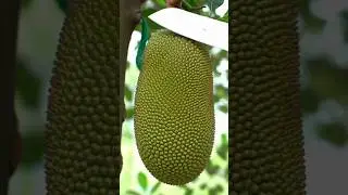 &ldquo;Perfect Jackfruit Peeling & Slicing | Juicy & Relaxing&rdquo;#shortvideo #viral #ASMR #ai #jackfruit