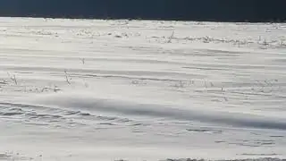 Cold And wicked Winds blows Snow across Field like the Arctic.Woodstock,NB.