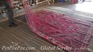 Natural Color Oriental Rug Cleaning from Urine Odor State of Mexico | By PetPeePee Company