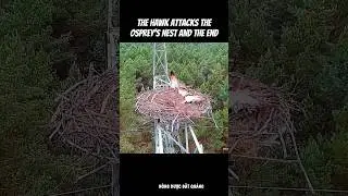 The hawk attacks the osprey's nest and the end #birdnest #osprey #hawk #goshawk