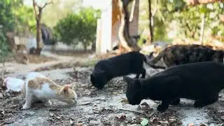 iPhone cinematic - cats