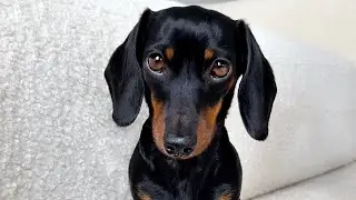 Coco Mini Dachshund’s Birthday. She's 6 years old.