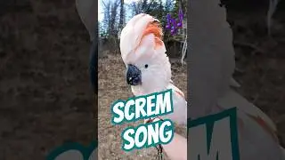 Scremsong in the Park! Can you hear me now? #cockatoosinging #parrotsong