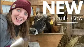 What Will We Do With TWO Family Cows?!