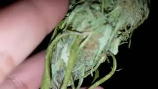 Outdoor grow 2017 part 18 (drying bud)