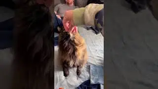 Muther-Pucker 🤣🌈#adorable #cat #chonky #cute #floof #love #cats #funny #silly #youtube #cutevideo
