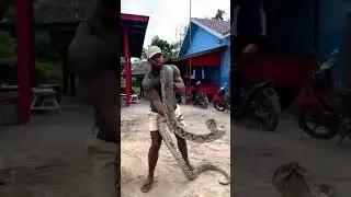 HOW TO CATCH A WILD SNAKE 🐍🐍🐍😩😳😳