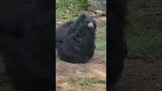Sloth Bears #sloth #sloth #slothbear #wildlife #zoo #indorezoo #indore #zoo #fight #animals #shorts
