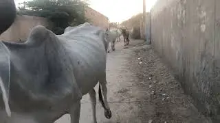 Cow😂 bull is baby😂 running and beautiful animals #viral #viralvideo #vlog #viralshorts #viralreels 