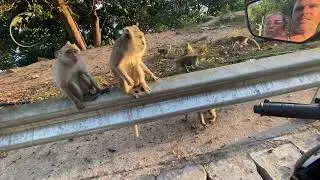 Feeding Wild Monkeys on Koh Phangan Monkey's Corner: A Nutty Adventure!