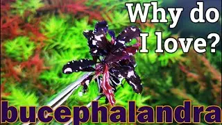 Bucephalandra P1. General things, requirements, propagation, origins