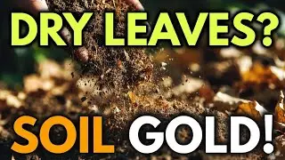 &ldquo;Leaf Mold SECRET: Turn Dry Leaves Into POWERFUL Organic Soil Booster!&rdquo;