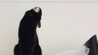Cats ￼ having critical malfunctions-funny cat video