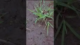 Riccia | Liverworts