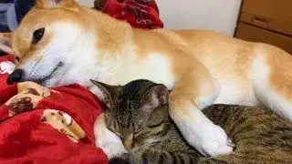 ペロペロされ柴犬の腕の中で爆睡モードの猫 Cat Riri sleeps in the arms of Shiba Inu
