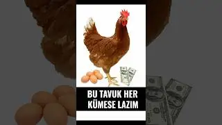 Kahverengi yumurta şampiyonu  brown nick #tavuk #gezentavuk #nickbrown