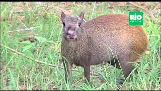 El agut&iacute; negro, &ntilde;eque o picure (Dasyprocta fuliginosa)