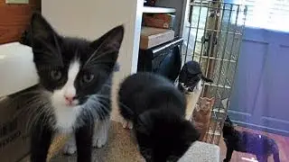Fostering Cats & Kittens - The Reality YT Show