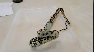 Ковровый питон ягуар, подросток: 50% Diamond jungle jaguar