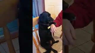 A loving companion.