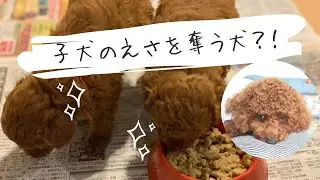 トイプードル赤ちゃん仲良し⭐︎子犬の餌を食べたがるほむちゃん
