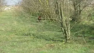 Nari (22 months), young Irish Setter partridge training