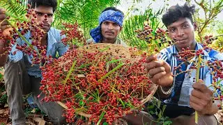 Tiny wild date palm (Phoenix sylvestris) Fruits Picking and Eating in our village