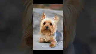 5 razas de perritos m&aacute;s peque&ntilde;os del mundo 🐕✨