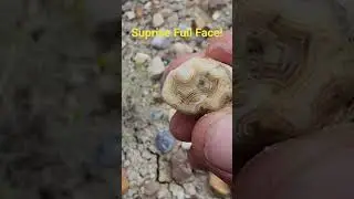 Suprise Full Face Fairburn! #rocks #fairburn #gems #gemstone #rockhounding #crystals #nature