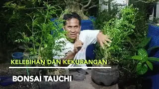 KELEBIHAN DAN KEKURANGAN BONSAI TAUCHI