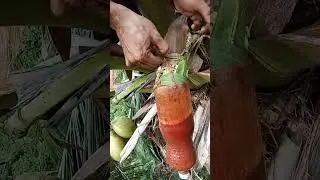 Producing Nectar of Coconut Flower for Making Quality Juice Drink or Coconut Toddy Highlights#7