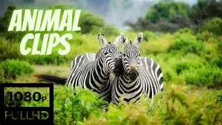 Unsurpassed Clip With Wild Animals Непревзойдённый Клип С Дикими Животными #animals #animalclips