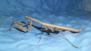 Big Brown Mantis in my Yard