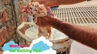 How To Cat Bathing | Cat Bathing Tips