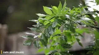 비와 비소리 #rain #nature #fypviralシ #healing #asmr
