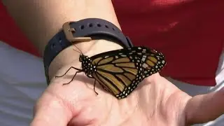 Here is how you can help the endangered butterflies that live in your area