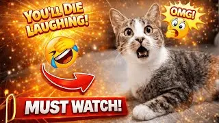 Viral Pet Moments 😱🔥 | So Funny You&rsquo;ll Cry Laughing 😂