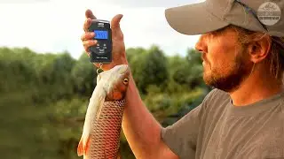 Best Fish Scales 2023 - Top 5 Digital Fish Scales On Amazon