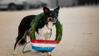 Finale Border Collie Classics 2015 - Mona Grefenstein & Infinity Light Come on Qju